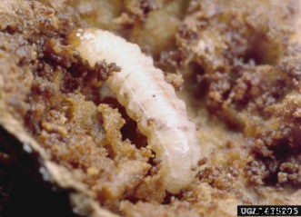 Peach Insect Pests