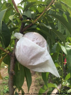 Peach Insect Pests