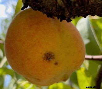 Peach Insect Pests