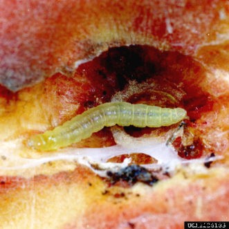 Peach Insect Pests