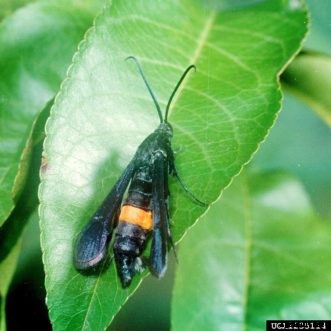 Peach Insect Pests