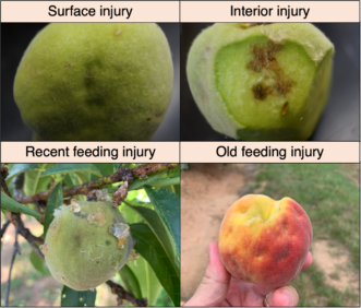 Peach Insect Pests
