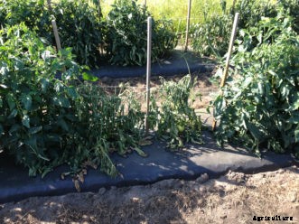 Tomato Diseases & Disorders