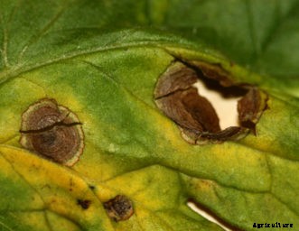 Tomato Diseases & Disorders