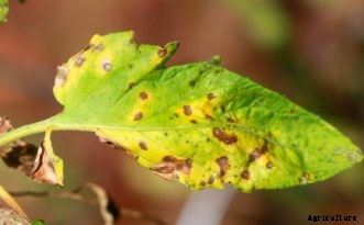 Tomato Diseases & Disorders