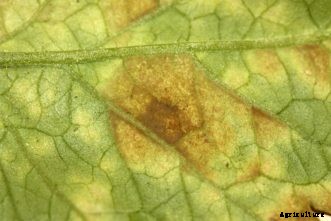 Tomato Diseases & Disorders