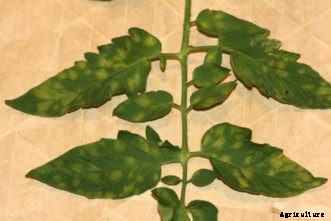 Tomato Diseases & Disorders