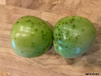 Tomato Diseases & Disorders