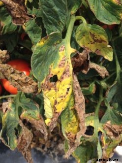 Tomato Diseases & Disorders