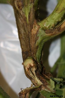 Tomato Diseases & Disorders