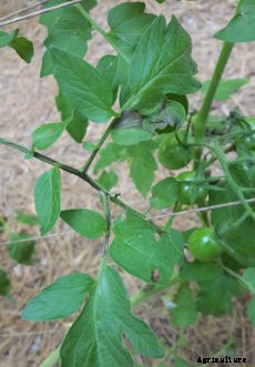Tomato Diseases & Disorders