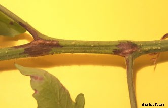 Tomato Diseases & Disorders