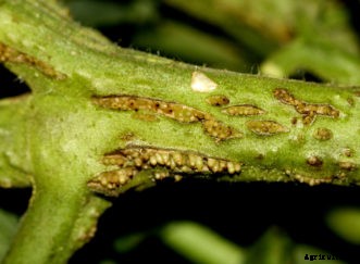 Tomato Diseases & Disorders