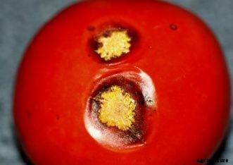 Tomato Diseases & Disorders