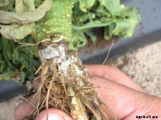 Tomato Diseases & Disorders