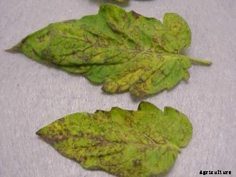 Tomato Diseases & Disorders