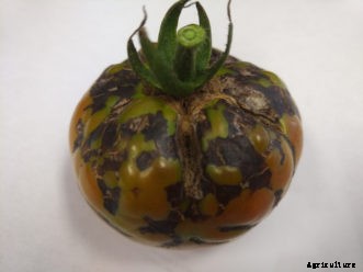 Tomato Diseases & Disorders