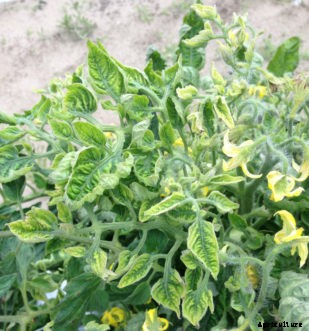 Tomato Diseases & Disorders