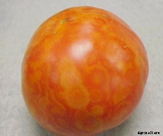 Tomato Diseases & Disorders