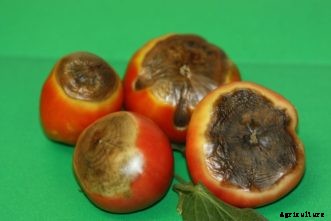 Tomato Diseases & Disorders
