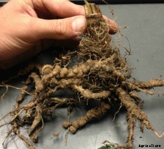 Tomato Diseases & Disorders