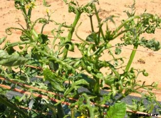 Tomato Diseases & Disorders