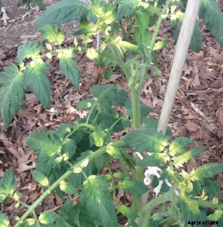 Tomato Diseases & Disorders