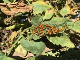 Tomato Insect Pests