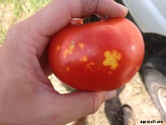 Tomato Insect Pests