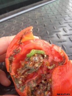 Tomato Insect Pests