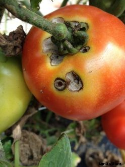 Tomato Insect Pests