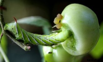 Tomato Insect Pests