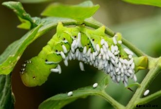 Tomato Insect Pests