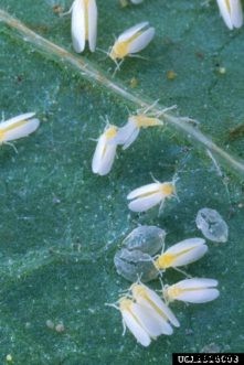 Tomato Insect Pests