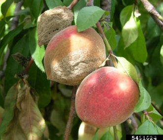 Peach Diseases