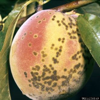 Peach Diseases