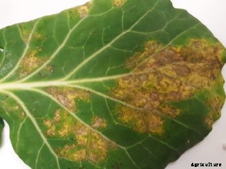 Cabbage, Broccoli & Other Cole Crop Diseases