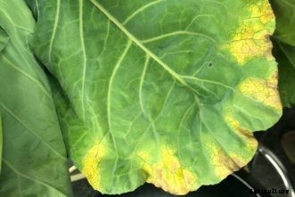 Cabbage, Broccoli & Other Cole Crop Diseases
