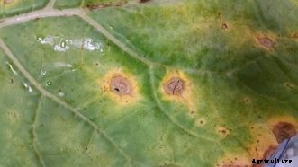 Cabbage, Broccoli & Other Cole Crop Diseases
