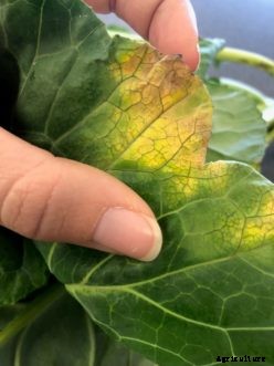 Cabbage, Broccoli & Other Cole Crop Diseases