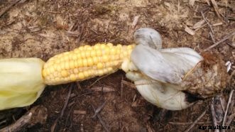 Sweet Corn Diseases