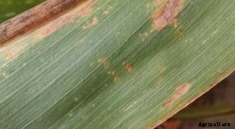 Sweet Corn Diseases