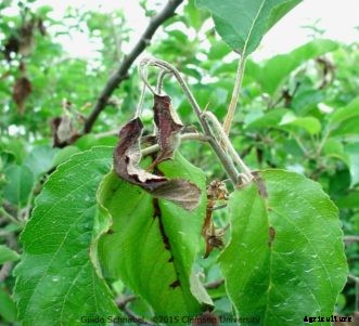 Fire Blight of Fruit Trees