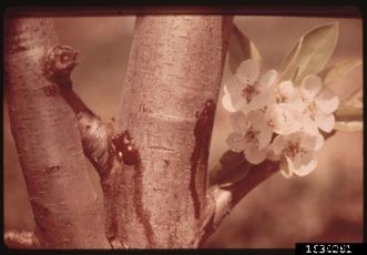 Fire Blight of Fruit Trees