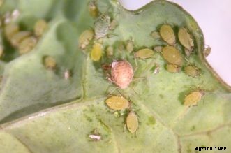 Cabbage, Broccoli & Other Cole Crop Insect Pests