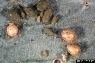 Cabbage, Broccoli & Other Cole Crop Insect Pests