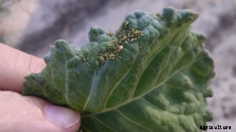 Cabbage, Broccoli & Other Cole Crop Insect Pests
