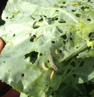 Cabbage, Broccoli & Other Cole Crop Insect Pests