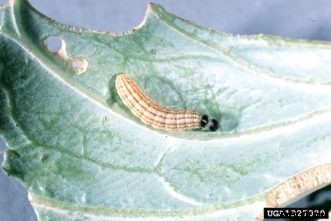 Cabbage, Broccoli & Other Cole Crop Insect Pests