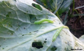 Cabbage, Broccoli & Other Cole Crop Insect Pests